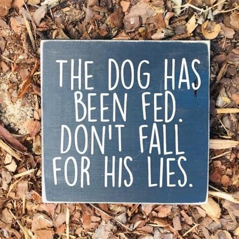 Funny Dog Signs, Timmy Time, Felt Board, Dog Signs, Message Board, Dog Quotes, Funny Signs, Wooden Sign, A Sign