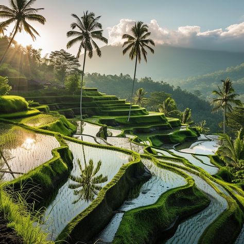 "Terraced #RiceFields: #Sunrise illuminates the verdant terraced rice fields surrounded by tropical palm trees in a peaceful valley. #NaturePhotography #TropicalParadise #PhotoInspiration #palms #aiart #aiphoto #stockcake ⬇️ Download and 📝 Prompt 👉 https://stockcake.com/i/terraced-rice-fields_232160_44073". Terraced Rice Fields, Rice Field, Green Inspo, Urban Dog, Light Cyan, Rice Terraces, Animal Book, Tropical Paradise, Walking In Nature