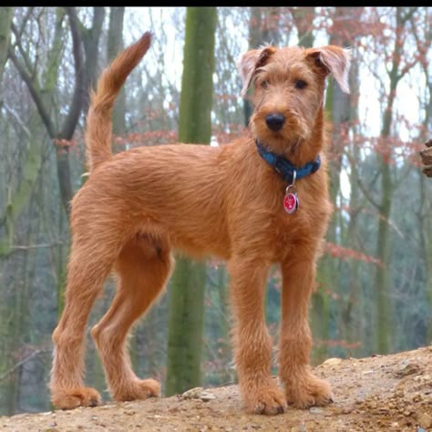 Irish Terrier Puppies, Irish Wolfhound Puppies, Giant Dog Breeds, Dog Anatomy, Tattoo Animal, Welsh Terrier, Irish Terrier, Terrier Breeds, Giant Dogs