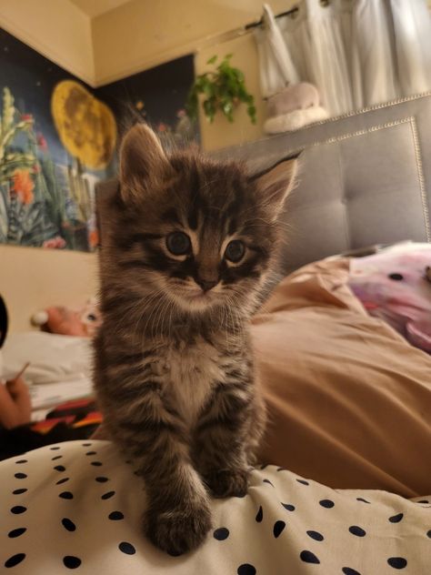 Long Hair Domestic Cat, Long Hair Kittens, Domestic Long Haired Cat, Long Haired Kittens, Dream Pet, Old Prince, Long Haired Cats, Tabby Kitten, Domestic Cat