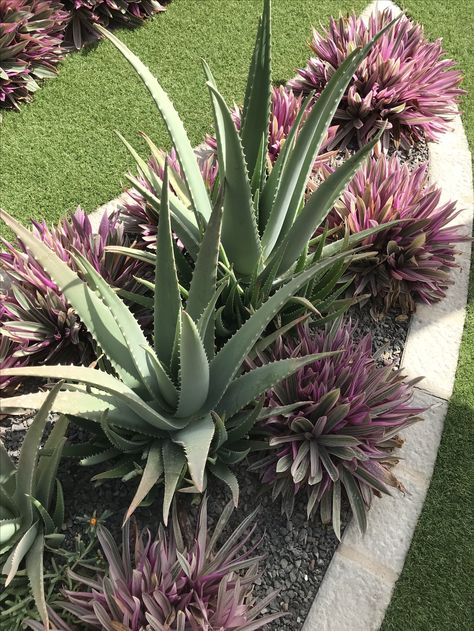 Aloe Vera Landscaping, Aloe Plants Landscaping, Aloe Landscaping Front Yards, Large Pot With Succulents, Aloe Vera Landscape Design, Aloe Vera Landscape, Aloe Garden Ideas, Aloe Vera Garden Ideas Landscape Design, Aloe Garden Landscaping