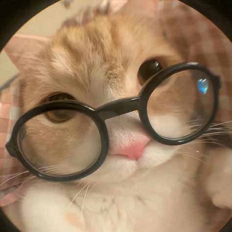 People can get real catty when it comes to animals close to their food. Wearing Glasses, A Cat, The Internet, Internet, Orange, Animals, White, Instagram