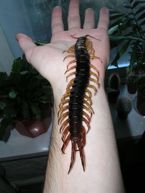 . Giant Centipede, Millipedes, Pleasant Dreams, Foto Macro, Centipedes, Creepy Crawlers, Scary Animals, Cool Bugs, Beautiful Bugs