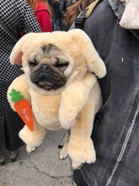 Funny Pet Costumes, Pugs In Costume, Cute Pug Puppies, Celebrity Dogs, Baby Pugs, Famous Dogs, How To Be Happy, Very Cute Dogs, Funny Animal Photos