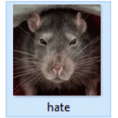 Wet Rat Funny, Rat Funny Pics, Rat Memes Humor, Rat Eating Cheese, Aesthetic Rats, Rats Aesthetic, Rat Pfp, Rat Meme, Silly Rat