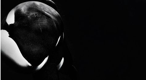 View, download, comment, and rate this 1920x1047 Orca Wallpaper - Wallpaper Abyss Educational Documentaries, Orca Wallpaper, Fish Underwater, Wallpaper Full Hd, Black Fish, Nature Background Images, Fish Wallpaper, Orca Whales, Wallpaper Nature