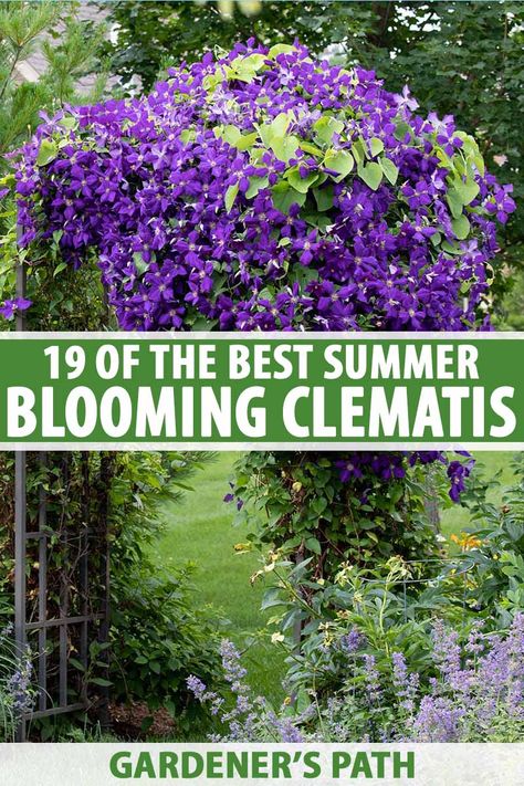 In need of a reliable perennial for long lasting color through the hot months? Try summer flowering clematis. A great choice for vertical interest, vines also make superb groundcovers and are easy to care for. Discover 19 of the best summer blooming clematis varieties on Gardener's Path. #clematis #vines #gardenerspath Clematis Care, Clematis Trellis, Clematis Varieties, Climbing Clematis, Autumn Clematis, Tattoo Plant, Clematis Plants, Clematis Flower, Clematis Vine