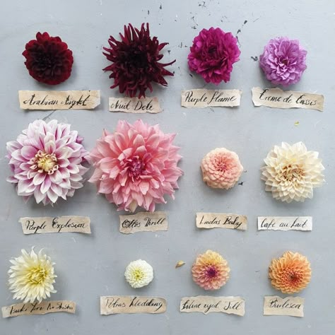 Dahlia Flower Border, Dalia Wedding Flowers, Types Of Dahlias Flower, Dalia Flower Garden, Dalias Flowers, Dalia Flower Tattoo, Dahlia Name, Dahlia Flower Aesthetic, Dahlia Border