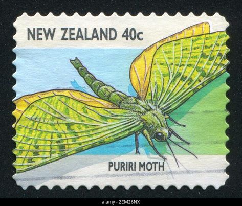 Puriri Moth, Cool Bugs, Stamp Printing, Creepy Crawlies, Your Image, Moth, Bugs, New Zealand, Photo Image