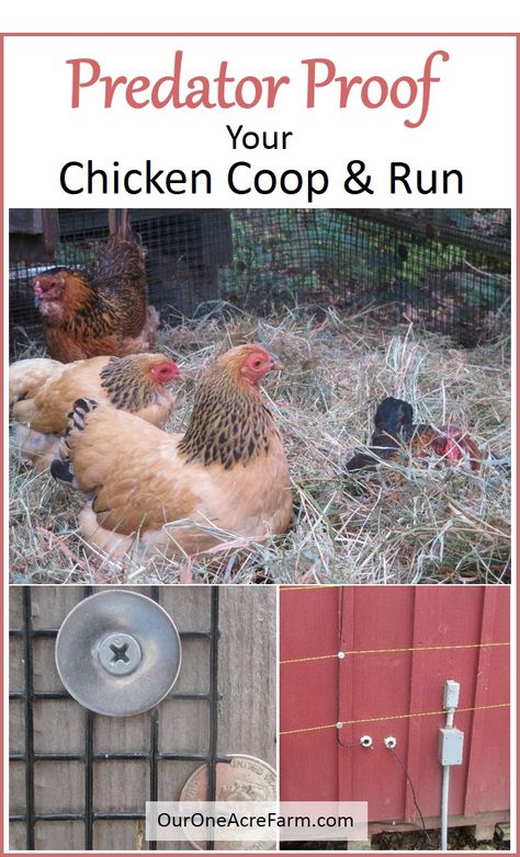 Pictures Of Chickens, Chicken Coop And Run, Coop And Run, Urban Chicken, Chicken Coop Blueprints, Coop Run, Urban Chicken Farming, Easy Chicken Coop, Portable Chicken Coop