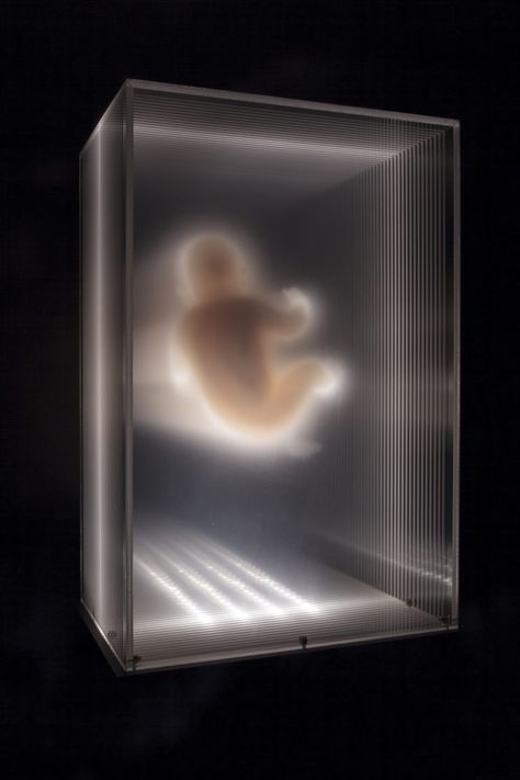 David Spriggs, In Utero, Golden Spiral, Colossal Art, Projection Mapping, Visual Aesthetics, Universe Art, Space Time, Historical Art