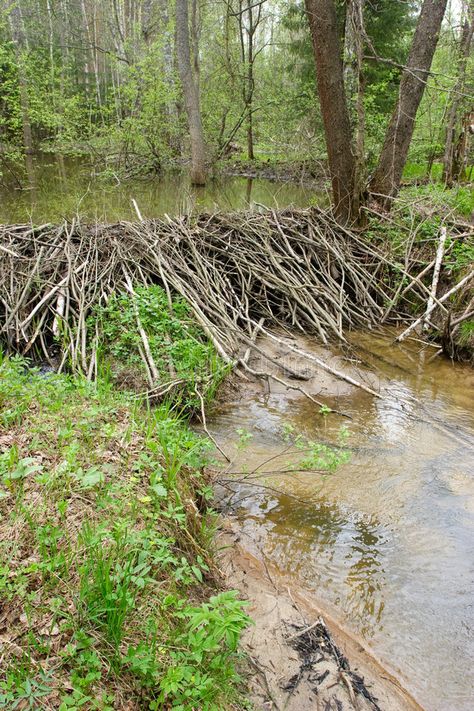 Wetland Diorama, Beaver Swimming, Beaver Habitat, Qi Stagnation, Beaver Moon, Beaver Lodge, North American Beaver, Forest Village, Lake Swimming