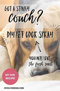 Remove Pet Odor From Couch, Dog Pee On Couch, Pet Urine Smell Out Of Couch, Couch Smells Like Dog, Couch Smell Remover, Best Pet Urine Remover Odor Eliminator, Get Dog Smell Out Of Couch, Pet Odor Out Of Couch, Remove Dog Smell From Couch