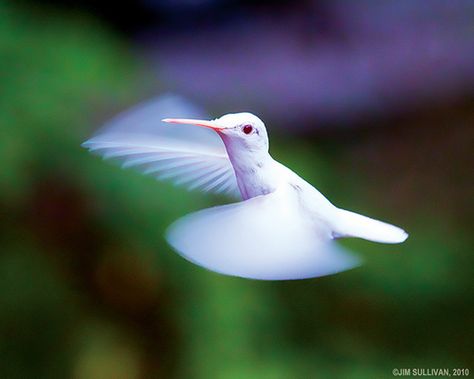 White Hummingbird, Melanistic Animals, Rare Albino Animals, Hummingbird Pictures, White Animals, Ruby Throated Hummingbird, Albino Animals, Unusual Animals, Humming Bird