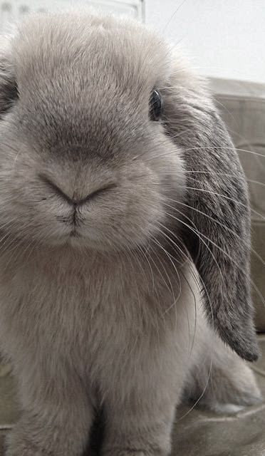 i really don't see the humor Lop Bunnies, Gray Rabbit, Gray Bunny, Grey Rabbit, Mini Lop, Holland Lop, Love Bunnies, Fluffy Bunny