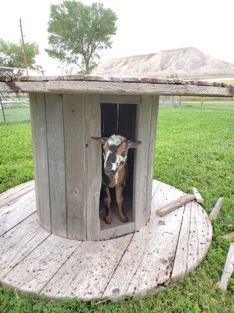 I cut a few slats out of this spool and reinforced the opening with bracing to creating an extra shade shelter for our goats and chickens.  "Smudge" approves. Goat Shelter Out Of Pallets, Things For Goats To Play On, Truck Bed Livestock Hauler, Goat Area Ideas, Goat Obstacles, Pygmy Goat Playground Ideas, Goat Shade Ideas, Goat Diy Projects, A Frame Goat Shelter