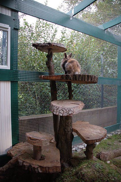 Tapsi Hapsi, Rabbit Enclosure, Rabbit Habitat, Guinea Pig Hutch, Bunny Hutch, Bunny Room, Raising Rabbits, Pet Bunny Rabbits, Rabbit Run