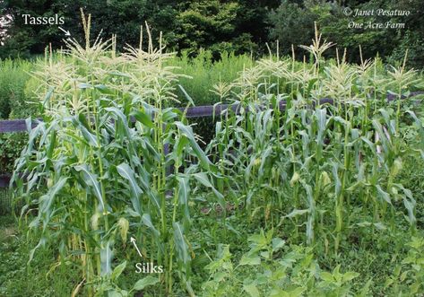 Corn In Garden, Grow Corn, Growing Corn, Garden Growing, Corn Plant, Short Plants, Ears Of Corn, Edible Landscaping, Garden Animals