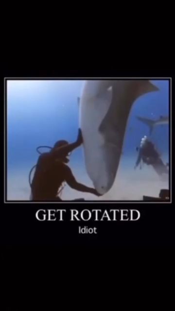 Get Rotated Shark, Silly Sharks, Shark Pictures, Sharks Funny, Shark Lover, Silly Photos, Shark Fishing, Marine Biologist, Cute Shark