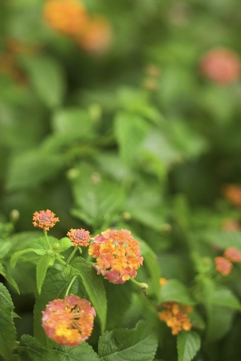 Lantana is the ideal plant for desert gardeners who think they can't grow anything. These plants flower and thrive in even intense heat. A woody, flowering ornamental that remains close to the ground, lantana has a number of uses, from ground cover to bedding plant. Lantana is hardy to zones 9 and above on the U.S. Lantana Seeds, Growing Tomatoes Indoors, Lantana Plant, Holly Bush, Tomato Farming, Growing Tomatoes In Containers, Grow Tomatoes, Plant Diseases, Tomato Garden