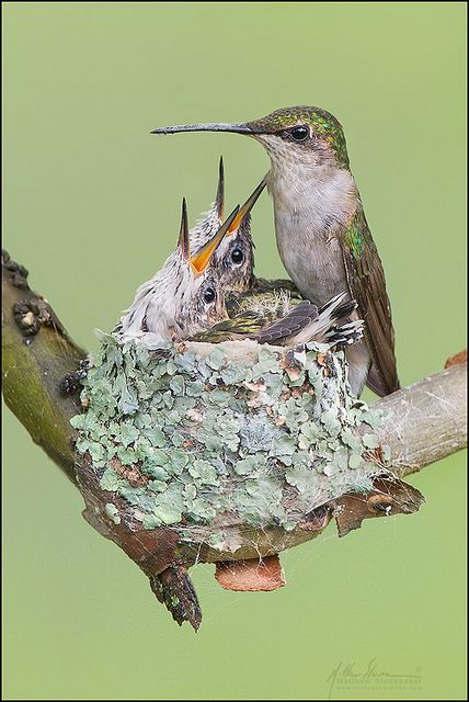 Ruby-throated Hummingbird Nest mom feeding baby birds 9-1 by www.studebakerbirds.com, via Flickr Hummingbird Migration, Baby Hummingbirds, Hummingbird Nests, Hummingbird Nest, Hummingbird Pictures, Ruby Throated Hummingbird, Baby Bird, The Nest, Exotic Birds