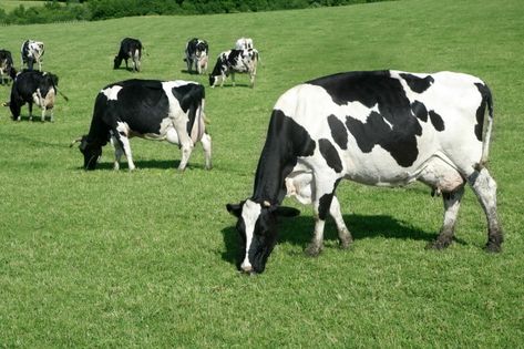 Black And White Cows, Cow Eating, White Cows, Eating Green, Cow Photos, Grass Painting, Black And White Cow, Green Meadow