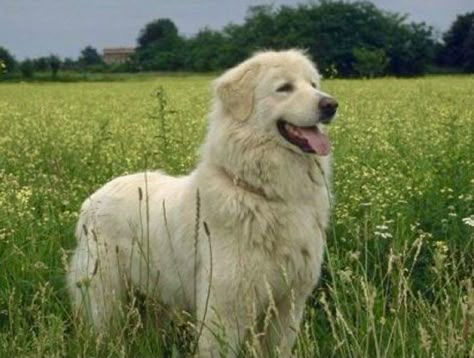 Maremma Sheepdog, Pyrenean Mountain Dog, Wireless Dog Fence, Great Pyrenees Dog, Dog Picture, Farm Dogs, Dog Fence, Funny Dog Pictures, Great Pyrenees