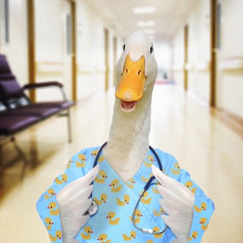 Aflac Duck Aflac Duck, Duck Cute, Happy Nurses Day, Duck Farming, Duck Pictures, Duck Wallpaper, Cute Ducklings, Funny Duck, Nurses Day