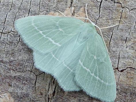 Small Emerald Emerald Moth, Colorful Moths, Cute Moth, Moth Butterfly, Cool Insects, Moth Wings, Moth Art, Cool Bugs, Overwintering