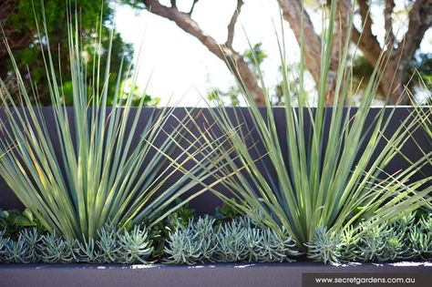 Pool Plants, Drought Tolerant Landscape, Dry Garden, Modern Landscape Design, Modern Garden Design, Coastal Gardens, Secret Gardens, Plant Combinations, Modern Landscaping