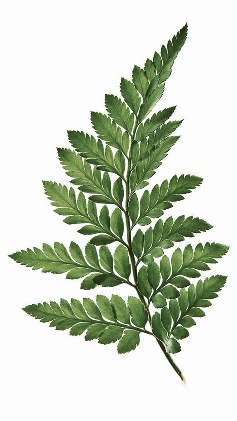 Photos Of Leaves, Flower Leaf Drawing, Plant Leaf Drawing, Leaves Reference, Fern Tattoo Design, Leaf Reference, Plants Reference, Fern Drawing, Fern Photography