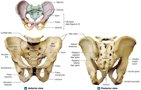 Pelvis Anatomy, Anatomy Head, Axial Skeleton, Pelvic Girdle, Pelvic Bone, Lower Limb, Anatomy, Skeleton, Bones