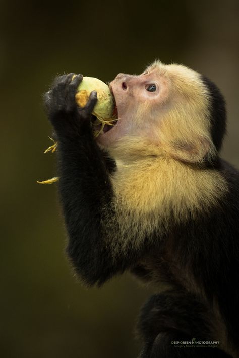 a white-faced capuchin monkey eats the fruit of a Panama tree (Sterculia sp.) in Manuel Antonio National Park White Faced Capuchin Monkey, Uhmm Ackshually, Rainforest Pictures, Capuchin Monkeys, Monkey Eating, Tree Monkey, Amazon Animals, Types Of Monkeys, Animal Photography Wildlife