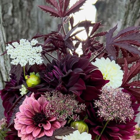 Darcy’s Dahlias on Instagram: "It’s ok to dip a toe into fall vibes, right? Dahlias included are Night Silence, Blizzard, Hollyhill Black Beauty and Black Magic. Paired with filler flower and foliage grown from seed including Mahogany Splendor Hibiscus, Chocolate Lace Flower Dara, and Firelight Hydrangea✨ #darcysdahlias #dahlia #floretseeds #hollyhillblackbeauty #nightsilencedahlia #blizzarddahlia #picoftheday #dahliafarm #dahliaflower #dahlias #beauty #cutflowerfarm #dahliagarden #dahliasofi Firelight Hydrangea, Chocolate Lace Flower, Hibiscus Bouquet, Chocolate Lace, Cut Flower Farm, Dahlia Bouquet, Dahlias Garden, Bouquet Ideas, Growing Seeds