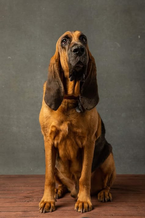 Hound Dog Aesthetic, Blood Hound, Bloodhound Photography, Bloodhound Painting, Majestic Tree Hound, Jeep Dogs, Guard Dog Breeds, Bloodhound Dogs, Regard Animal