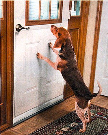 Fences For Dogs, Door Protector From Dog, Sugar Glider Cage, Cat Doors, Vinyl Door, Paw Protector, Sharp Claws, Vinyl Doors, Door Protector