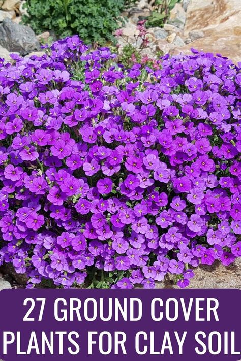 These 27 ground cover plants for clay soil are easy to maintain and will thrive even in poor conditions, giving you a beautiful landscape to enjoy. Brass Buttons Ground Cover, Alternative Landscaping Ideas, Natural Ground Cover, How To Plant Flowers In The Ground, Landscape Hacks, Plants For Clay Soil, Ground Cover Flowers, Best Ground Cover Plants, Planting In Clay