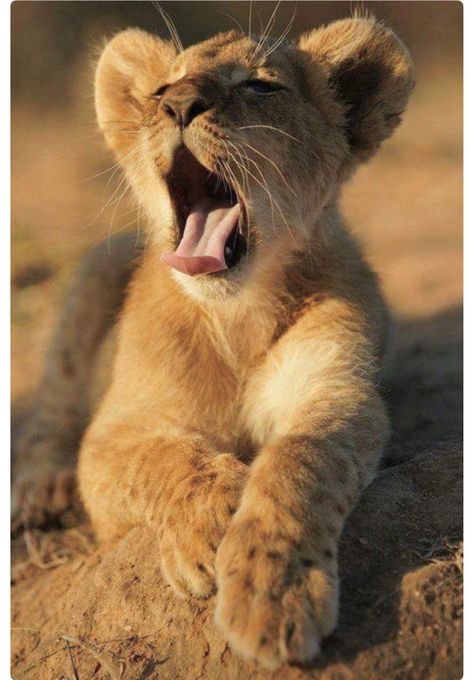 Tired little lion cub at the end of a long day. Wild Animals Photos, Lion Love, Cute Lion, Lion Cub, Baby Lion, Hyena, A Lion, African Animals, On The Ground