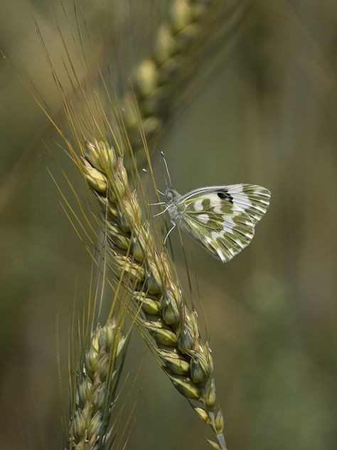 Islamabad Pakistan, Wheat Fields, Butterfly Kisses, Ornamental Grasses, Green Tones, Olive Color, Green Beauty, Green Aesthetic, Nature Beauty