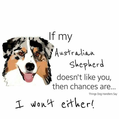 If my Australian Shepherd...... Aussie Quotes Australian Shepherd, Australian Shepherd Training, Aussie Shepherd, American Shepherd, Puppy Training Tips, Aussie Puppies, Aussie Dogs, Australian Shepherd Dogs, Training Your Puppy