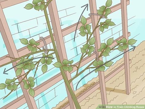 How to Train Climbing Roses: 14 Steps (with Pictures) - wikiHow Training Climbing Roses Trellis, Diy Trellis For Roses Climbing, Training Climbing Roses, Rose Support Ideas, Climbing Rose Trellis Ideas Diy, Train Climbing Roses, Thornless Climbing Roses, Roses Trellis, Climbing Roses Trellis