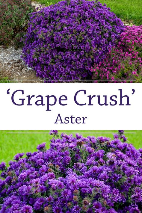 Fall Blooming Flowers, Colorado Landscaping, Grape Crush, Fall Flowers Garden, Dark Purple Flowers, Front Garden Landscape, Garden Flower Beds, Purple Plants, Front Yard Garden Design