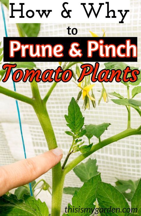 Tomato Suckers, Pruning Tomato Plants, Gemüseanbau In Kübeln, Tomato Pruning, Growing Tomato Plants, Garden Remedies, Vegetable Garden Diy, Backyard Vegetable Gardens, Garden Veggies