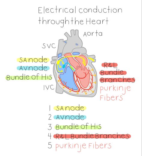 Nursing, nurse, nursing notes, rn, study notes, cheat sheet, cardiovascular, cardiovascular system, cardio, electrical conduction, heart, diagram Electrical Activity Of The Heart, Conducting System Of Heart Diagram, Electrical Pathway Of The Heart, Electrical Impulses Of The Heart, Heart Electrical System, Coronaries Of Heart, Electrical Conduction Of Heart, Conduction Of The Heart, Electrical Conduction System Of The Heart