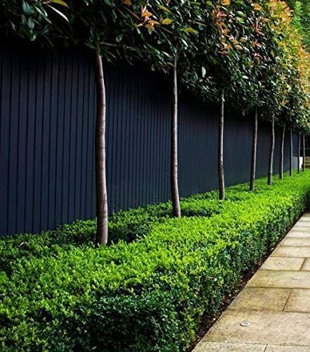 The Best Paint For Wood Fence - How To Pick Outdoor Paint Black Garden Fence, Black Fence, Boxwood Hedge, Easy Landscaping, Modern Landscape Design, Garden Shrubs, Black Garden, Evergreen Plants, Landscape Plans