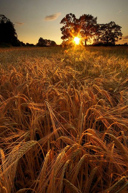 'You'll remember me when the West Wind blows on the fields of barley, we'll forget the Sun in his jealous sky among the fields of gold.'  || For amber waves of grain... Fields Of Gold, Wheat Field, Wheat Fields, Country Life, The Farm, Farm Life, Beautiful World, Pretty Pictures, Wonders Of The World