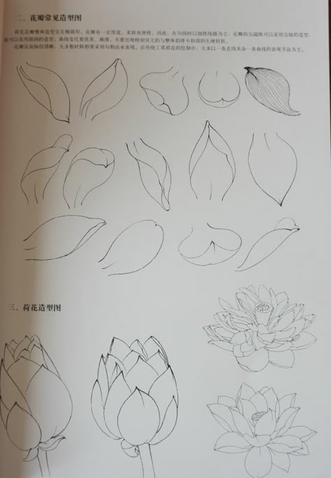 Drawings Of Flowers, Sketches Tattoo, Lotus Flower Art, Flower Drawing Tutorials, Flower Art Drawing, Drawing Flowers, Leaf Drawing, Flower Sketches, Floral Drawing