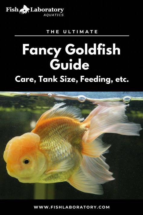 A fancy goldfish is a type of goldfish that has been selectively bred to have various unique and ornate characteristics. Unlike the common goldfish (Carassius auratus), which has a more streamlined body and a basic coloration, fancy goldfish come in a wide variety of shapes, colors, and fin types. Goldfish Care, Common Goldfish, Goldfish Types, Goldfish Aquarium, Fancy Goldfish, Fish Garden, Goldfish Tank, Indoor Jungle, Freshwater Aquarium