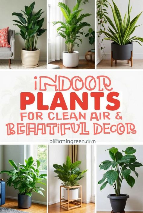 Want to improve the air quality and add beauty to your home? 🌿✨ Check out our list of the best Indoor Plants for Clean Air and Beautiful Decor! These easy-to-care-for plants not only purify the air but also make your space look fresh and vibrant. From the classic Snake Plant to the elegant Peace Lily, these plants will transform any room. Click through to explore the full list and start adding these air-purifying beauties to your home today! 🌸🌱 #IndoorPlantsForCleanAirAndBeautifulDecor #AirPurifyingPlants #HomeDecor #PlantLovers #IndoorGardening #GreenHome #PlantCare #HomeImprovement Plants For Clean Air, Air Plants Care, Plants Care, Best Indoor Plants, Air Purifying Plants, Air Purifying, Peace Lily, Low Maintenance Plants, Unique Plants