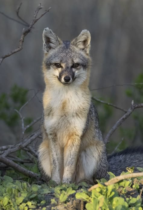 Fox Reference Photos For Drawing, Grey Fox Aesthetic, Grey Fox Animal, Gray Fox Animal, Coyote Reference, Wolf Study, Silver Fox Animal, Louisiana Animals, Gray Fox Photography